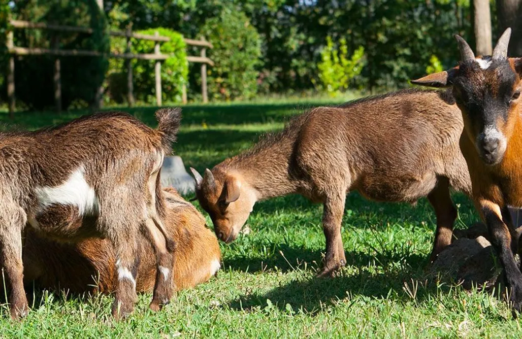 AlohaCamp Camping Lava: Parcela para autocaravanas con electricidad 1