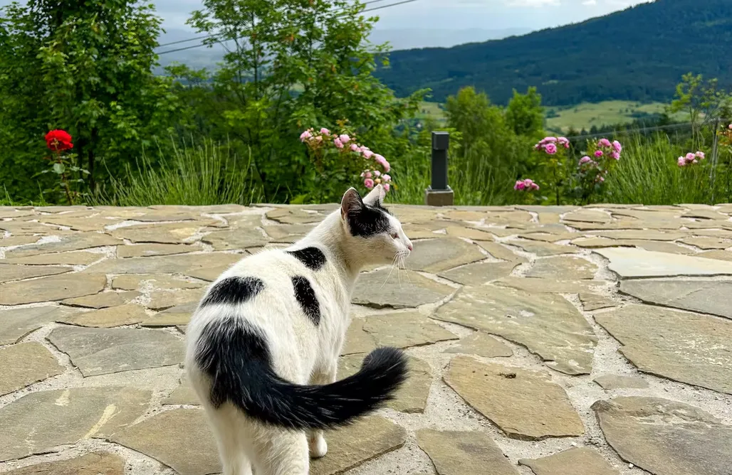 Alloggi AlohaCamp Zielone Wzgórze 393 5