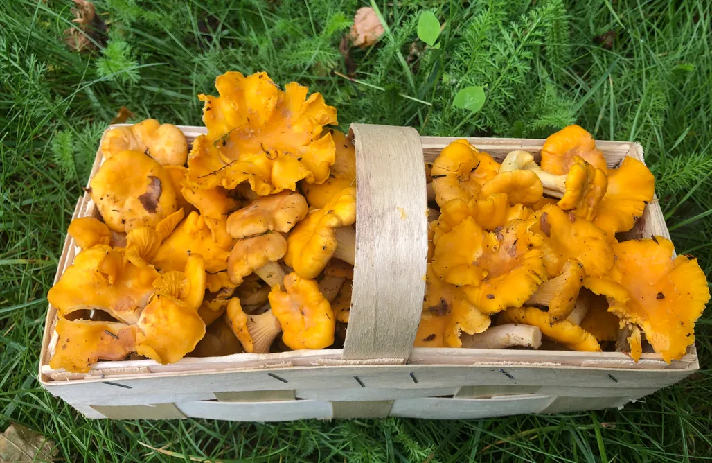 Rezerwat Przyrody Olszynka Grochowska Miejsce kamperowe i namiotowe - Zagroda Szlędaki 3