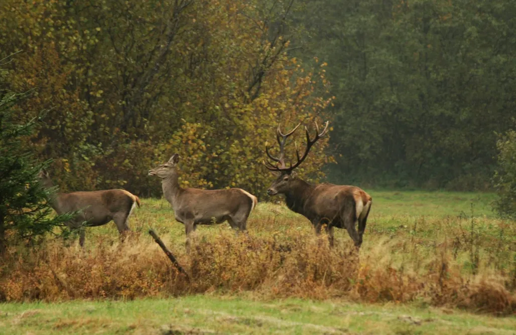 Bieszczady Leszczynowy Stok 3