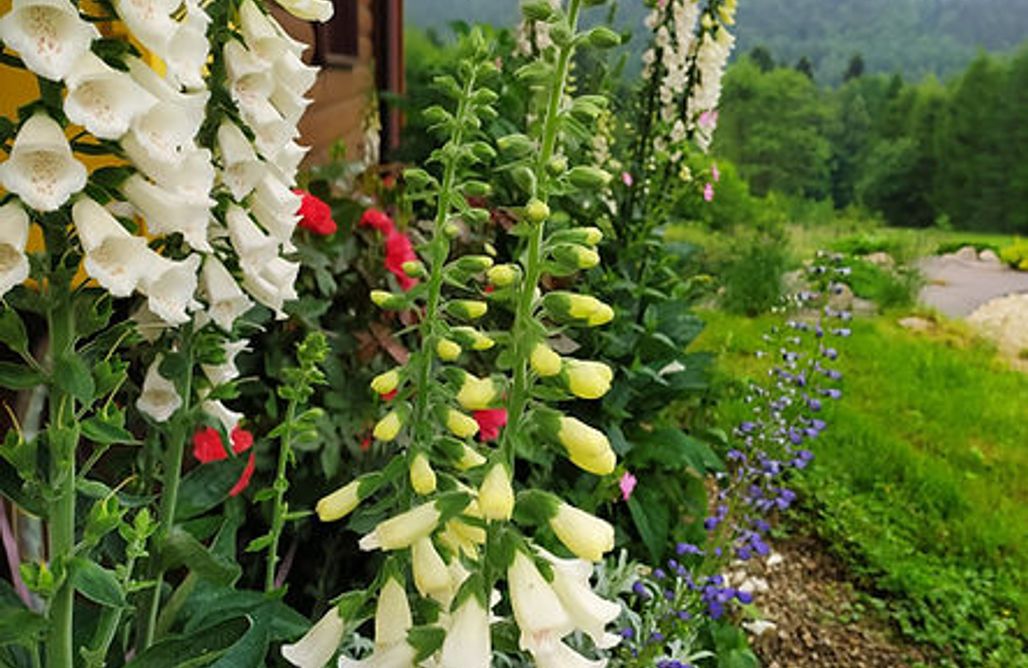 Dukla Domki Dom pod Wiankami  1