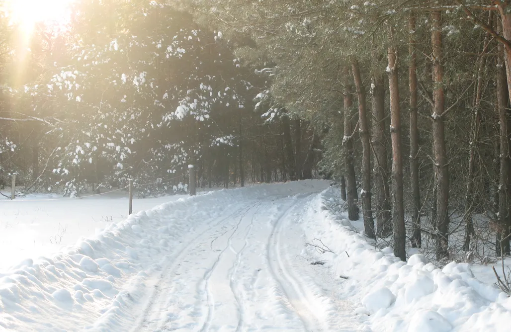AlohaCamp Dom na skraju lasu 1