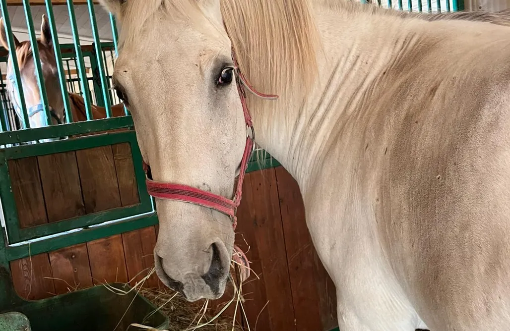 Stajnia Paskudy Domek AlohaCamp