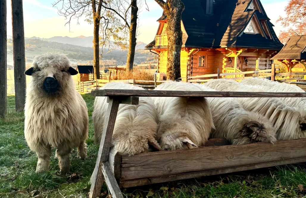 noclegi AlohaCamp Marusina Chalets 5