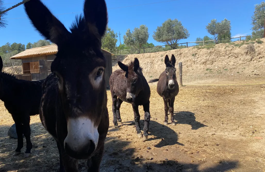 AlohaCamp accommodation Preciosa casita privada en granja rural 1