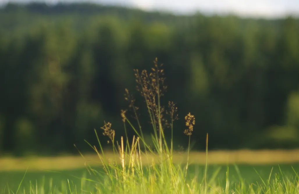 noclegi AlohaCamp Betula Izerska 1