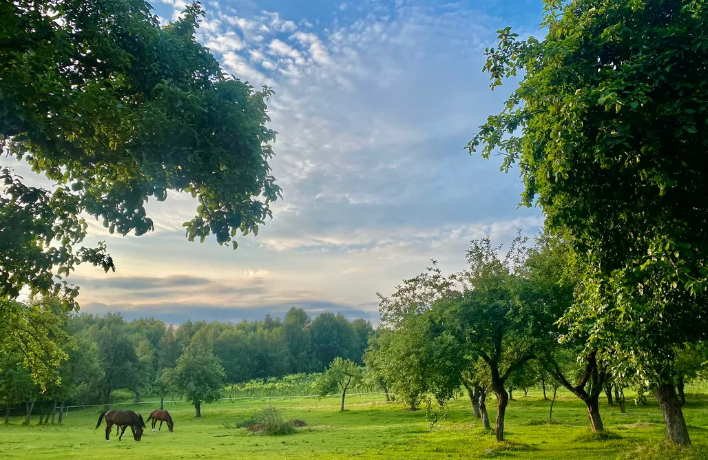noclegi AlohaCamp Domek z widokiem na las 1