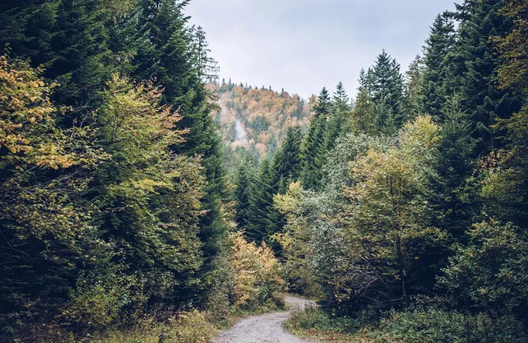 Unterkunft AlohaCamp Łosiówka 1