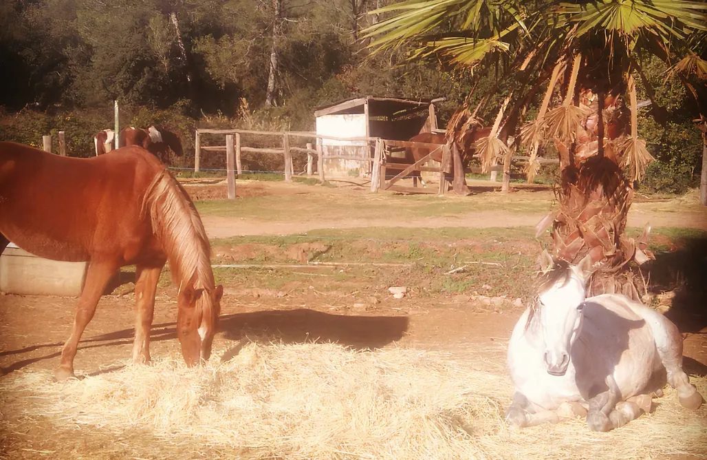 AlohaCamp accommodation Preciosa tiny house + caravana en granja hipica 5