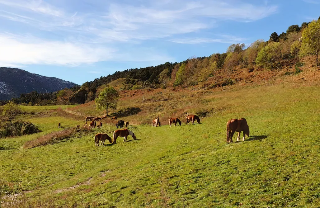 noclegi AlohaCamp Ca La Estrella 5