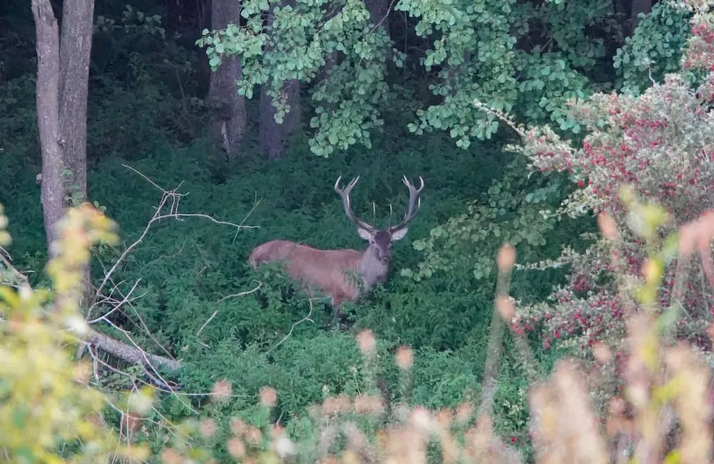 noclegi AlohaCamp Taras i las 1