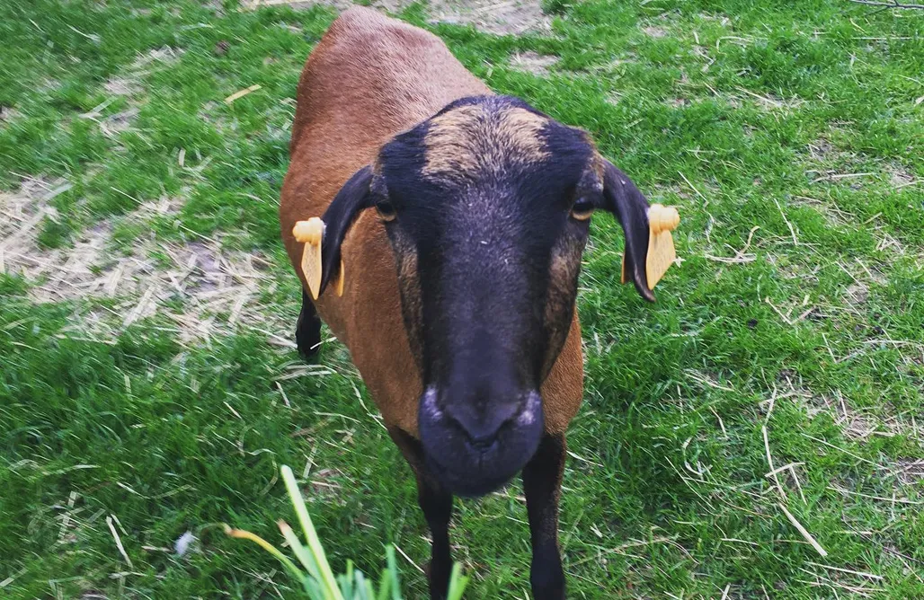 alojamientos AlohaCamp Chata za Wsią 1