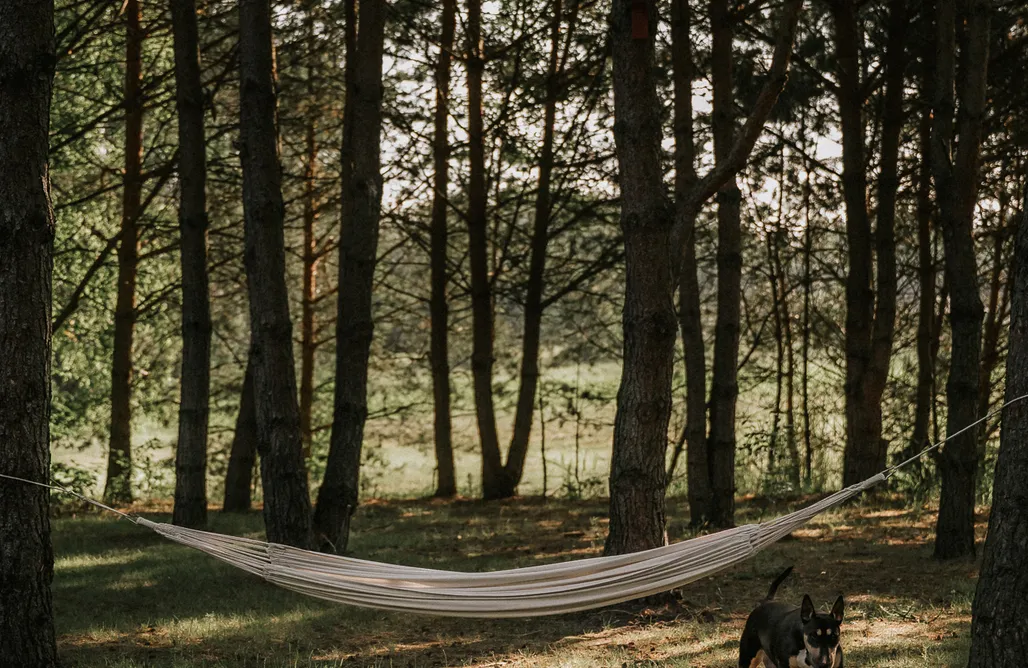 noclegi AlohaCamp Co Mówi Las 1