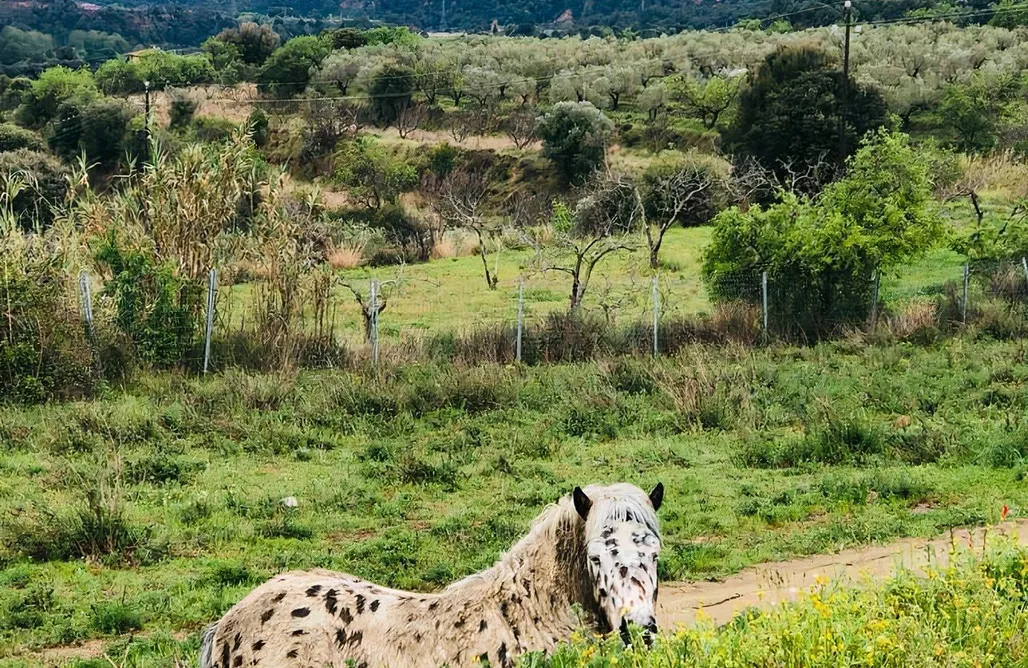 AlohaCamp accommodation Coqueta Tiny House en granja rural 1