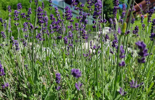 Zdjęcie obiektu Witkówka Luxury - domek Wild