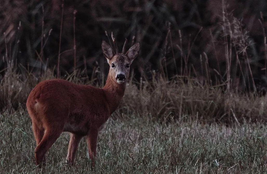 noclegi AlohaCamp Babiogórska Chata - Zawoja 1