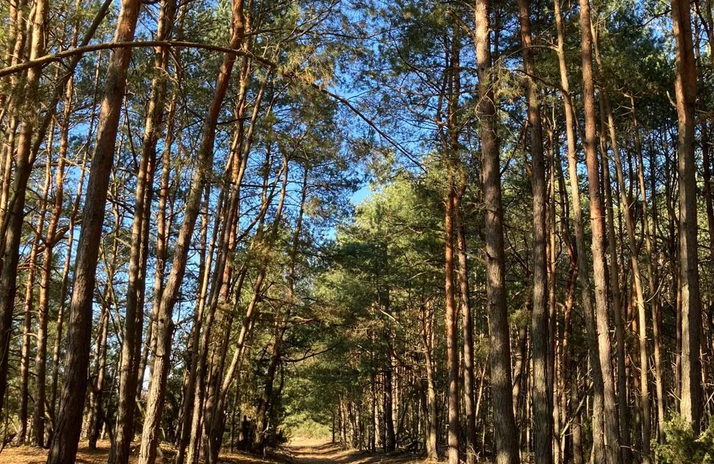 noclegi AlohaCamp Idyllaglamp Boho całoroczny  1