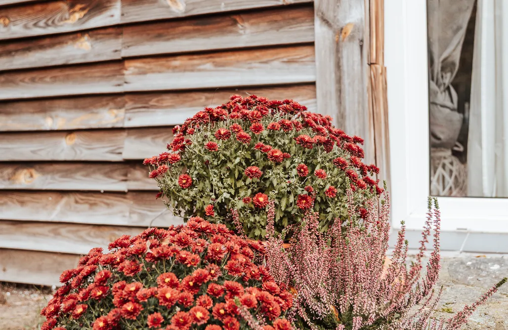 noclegi AlohaCamp Domek marzeń  1