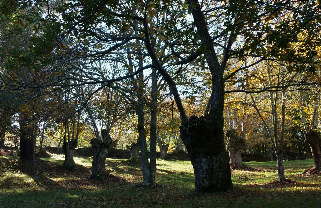 AlohaCamp Apartamento Castiñeiro 1