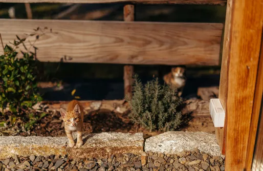 Zdjęcie obiektu Rogate Domki - unikalne domki z sauną