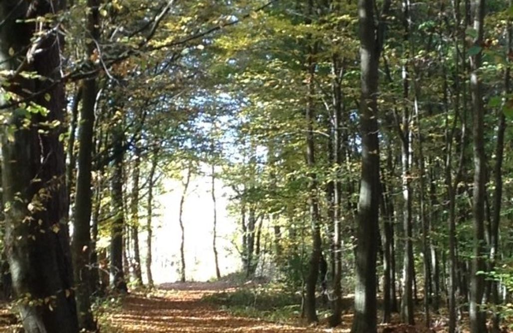 Camping Miejsce kamperowe i namiotowe - Stajnia Koni Uratowanych "Jednorożec" 1