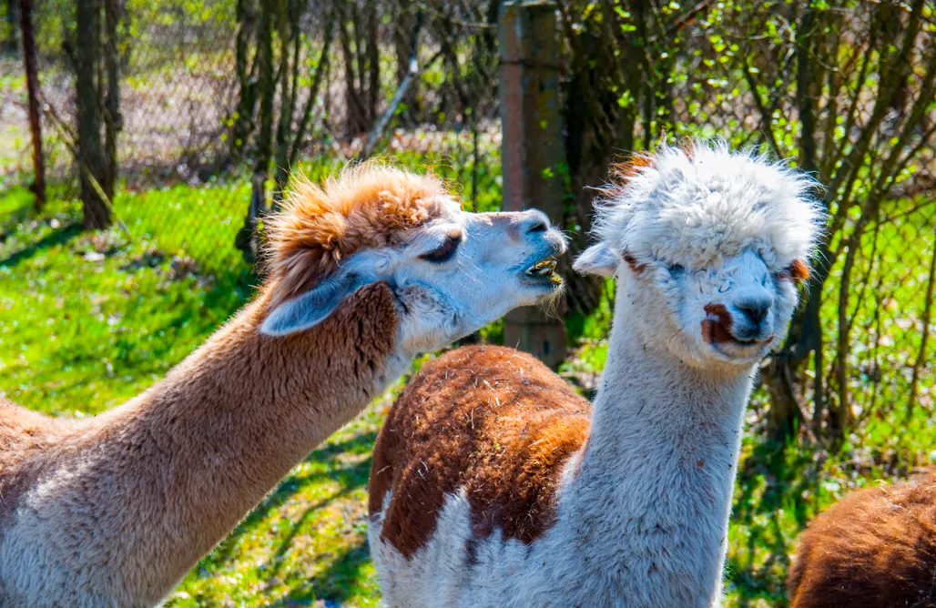 Trzebinia Domki AlpakiJa Glamping z alpakami 1