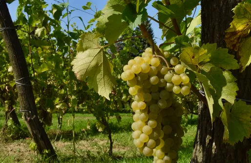 Zdjęcie obiektu Miejsce kamperowe i namiotowe - JBM Winnica Bugaj