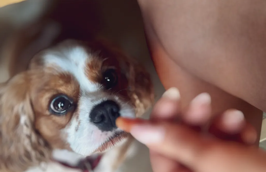 noclegi AlohaCamp Ostoya Zawory  1