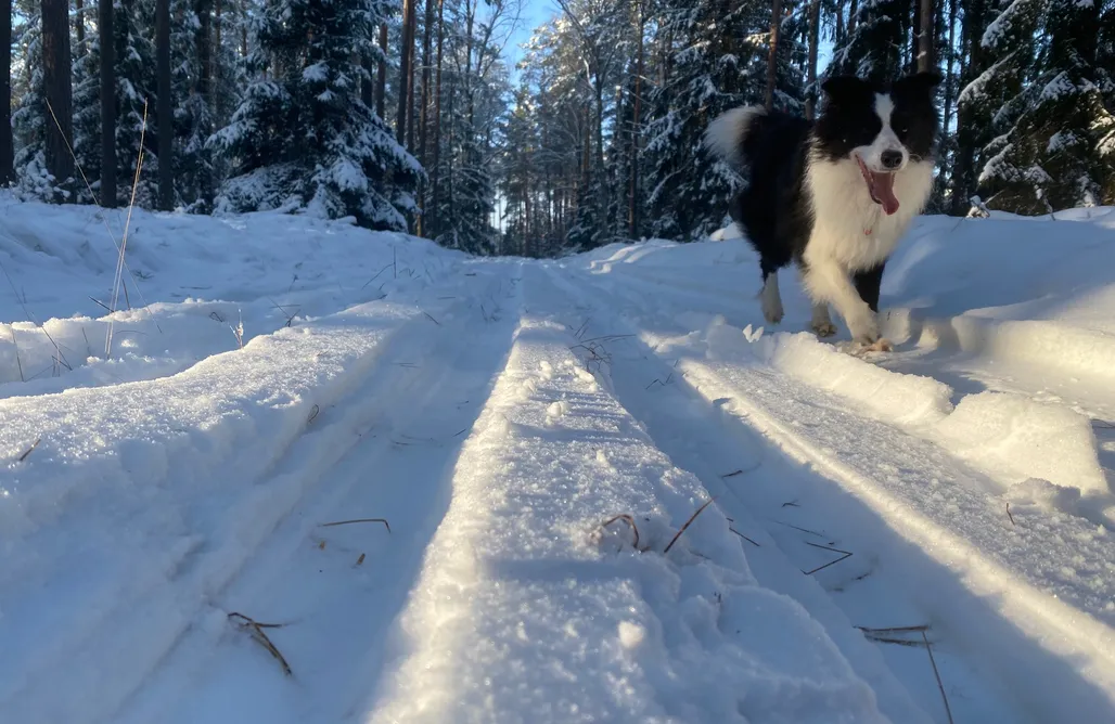 AlohaCamp Leśniczówka Szeroki Bór 1
