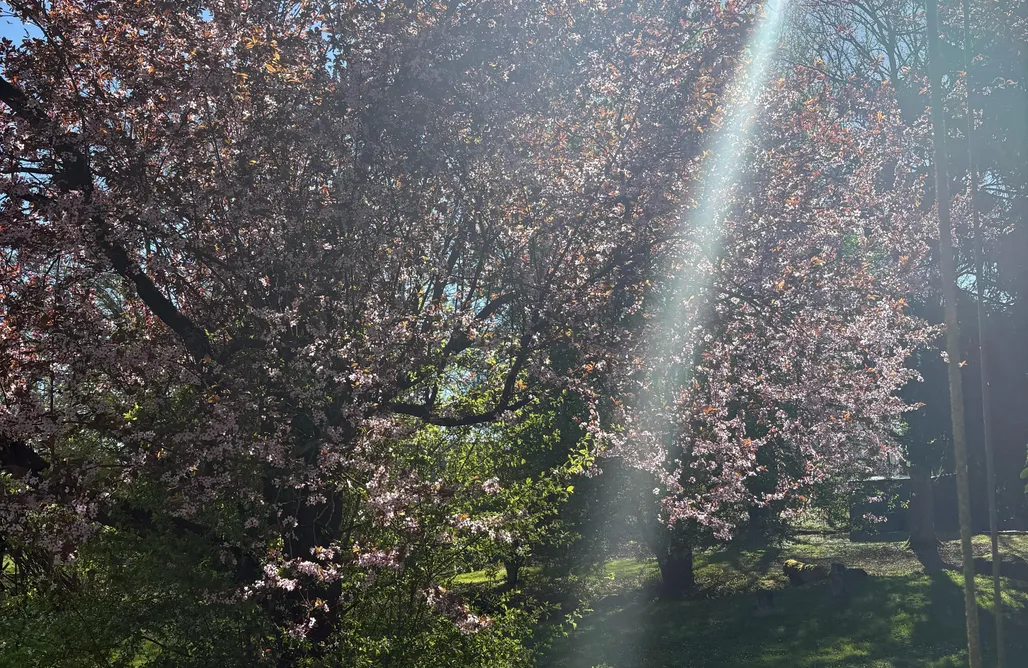 Hébergement AlohaCamp Nature Hideaway: Tiny-House-Feeling mit Wiesenblick 4