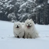 Kornelia użytkownik