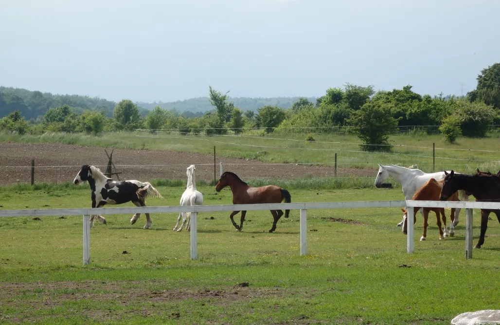 noclegi AlohaCamp Miejsce kamperowe i namiotowe - Stajnia Koni Uratowanych "Jednorożec" 3