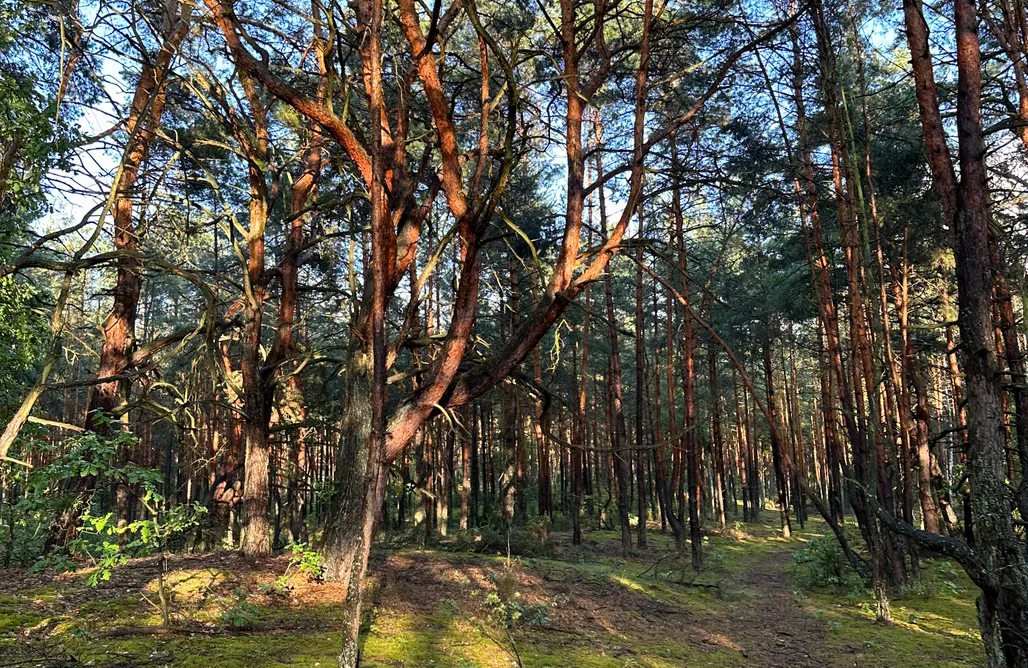 noclegi AlohaCamp Wilczy Kampinos 1