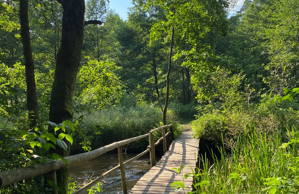 AlohaCamp Pszczoła i Przyjaciele  1