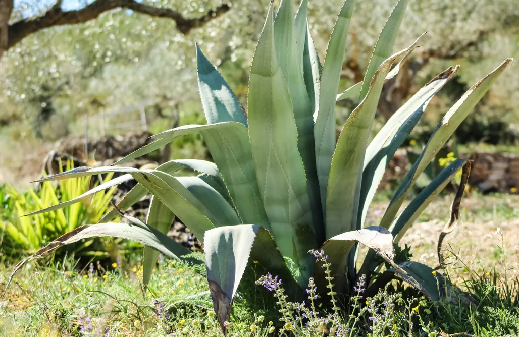 Cave House Spain Finca Emmita 1