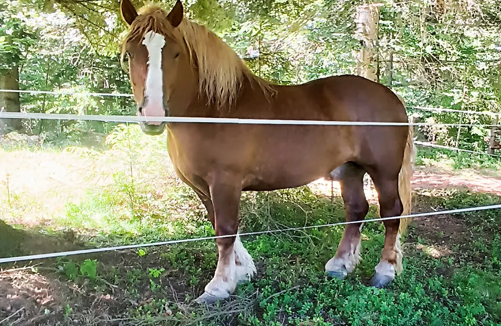 noclegi AlohaCamp Szumigaj - najwyżej położona jurta z banią w Polsce 1