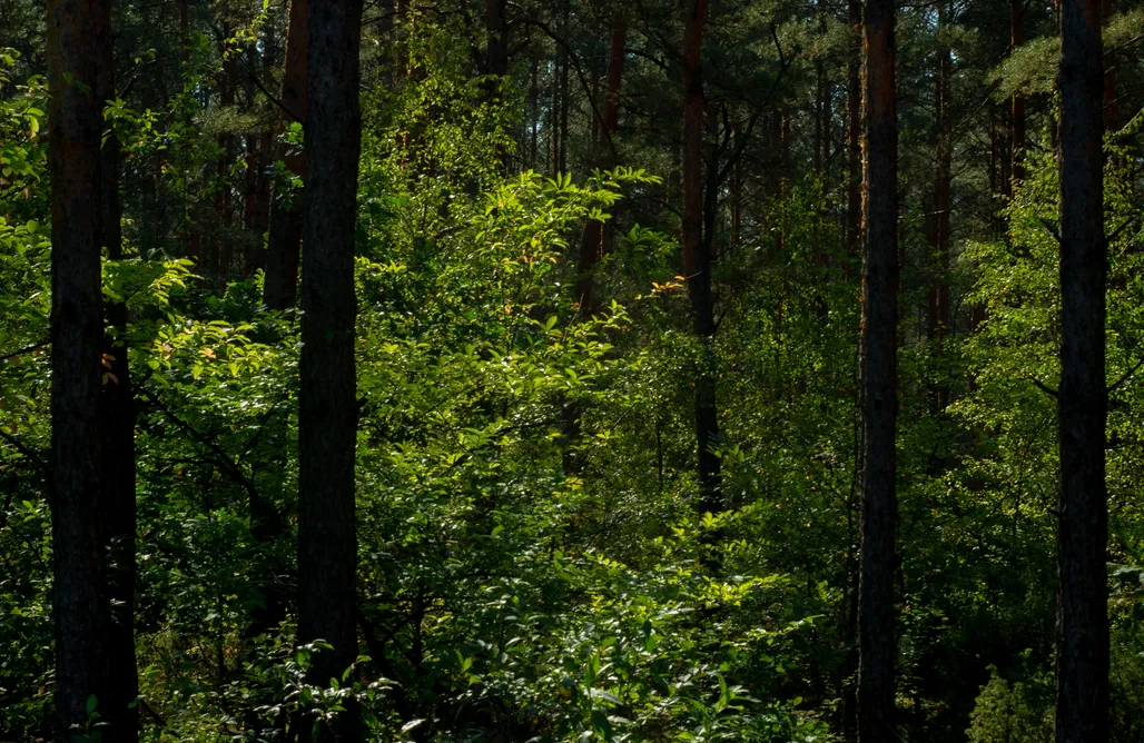 AlohaCamp Lasownia Dom Dzięcioł 1