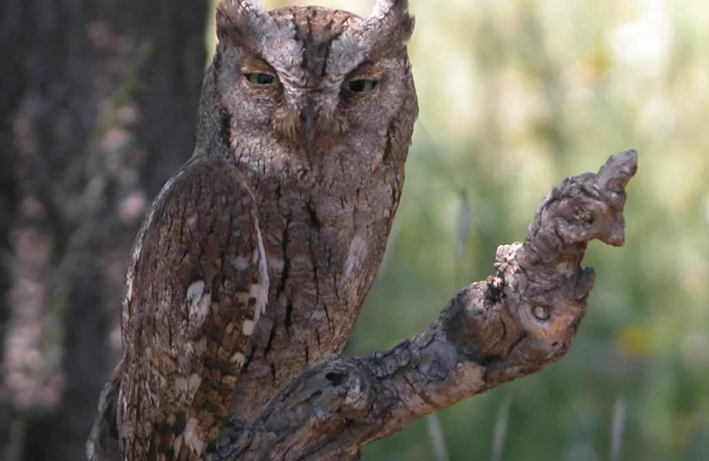 alojamientos AlohaCamp Ecolodge Cabañeros: Casas de Madera 1