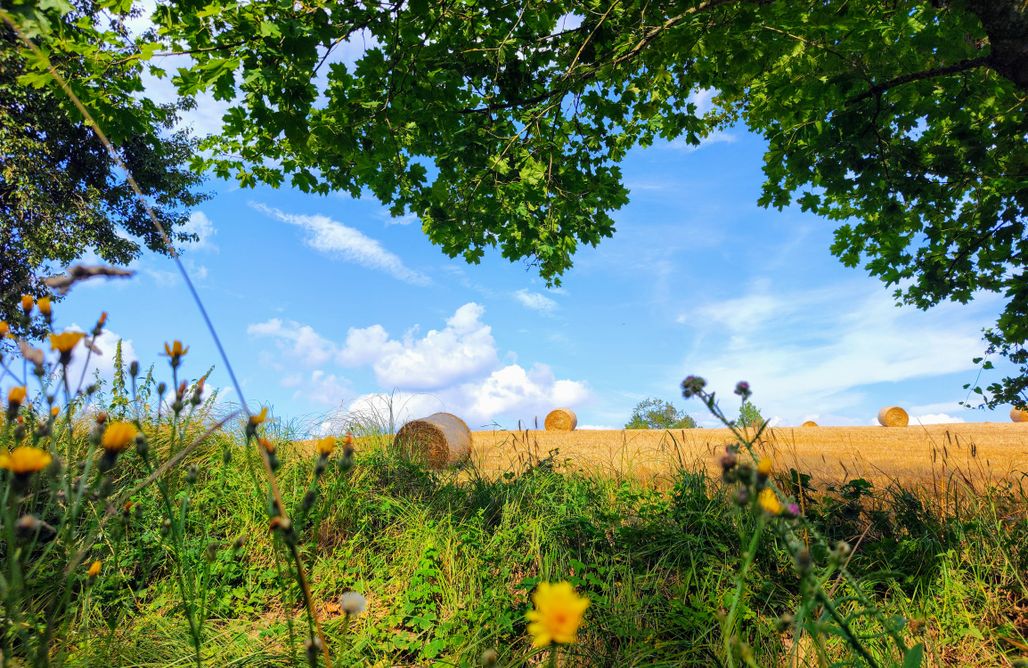 AlohaCamp Żurawia Kraina 1