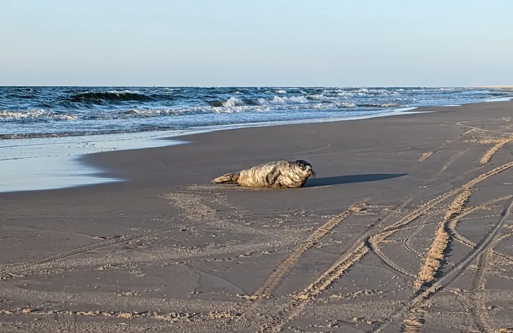 Domki Władysławowo 🌊 hurra dziura 1