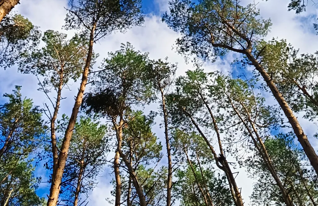 noclegi AlohaCamp Tiny Cottage tylko dla Dwojga - Agro Glamping Kozia Farma 5