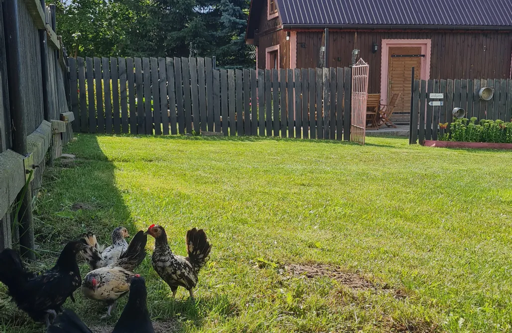 Andrzejewo noclegi Alpakowo - Wolna Chata 20 3