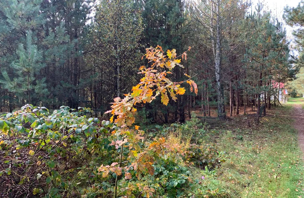 noclegi AlohaCamp Domy w Pelniku  1