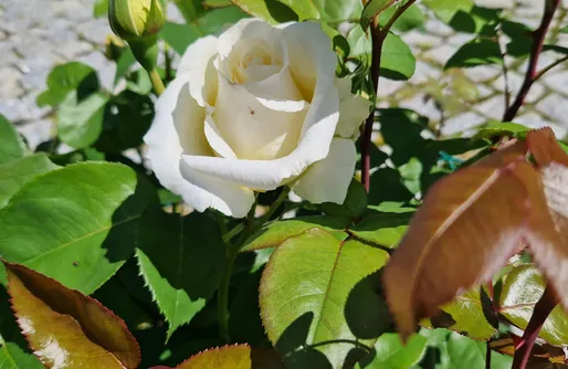 Zdjęcie obiektu Witkówka Luxury - domek Wild