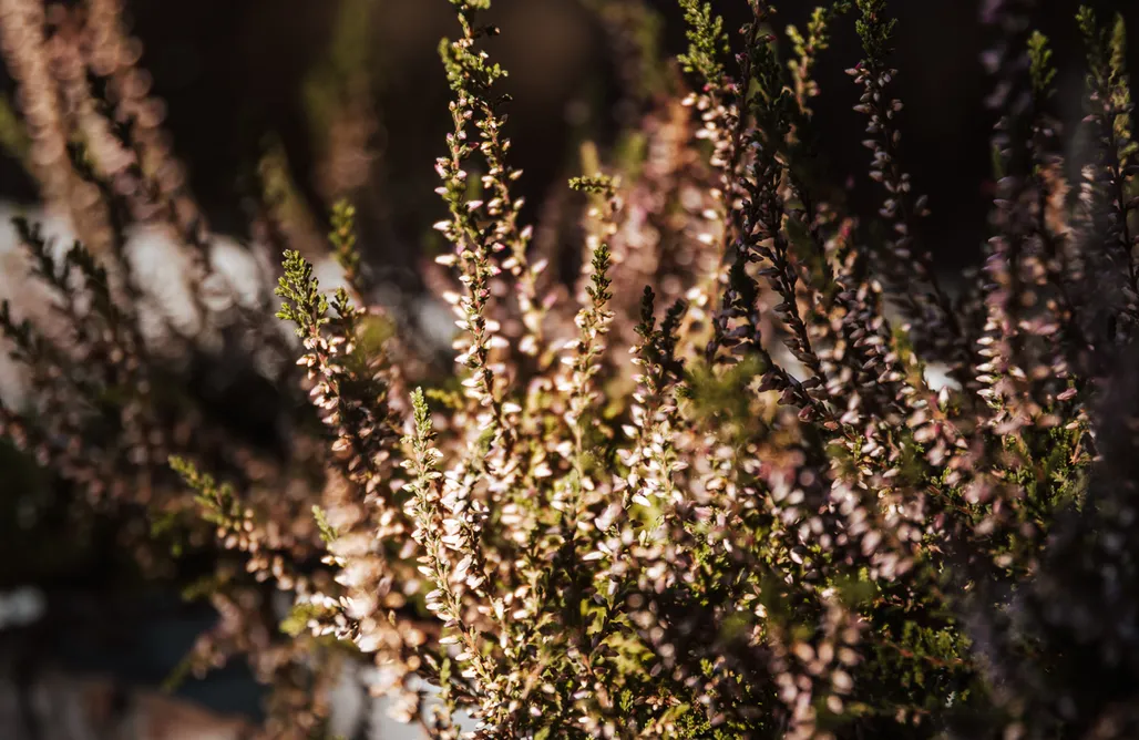 noclegi AlohaCamp Domek marzeń  4