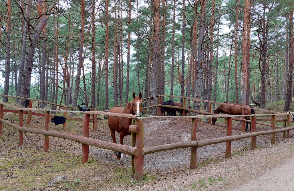 noclegi AlohaCamp Las obok Nas 1