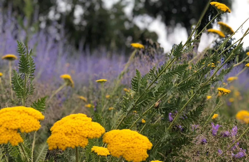 AlohaCamp hejHUS w Strzyżach 1