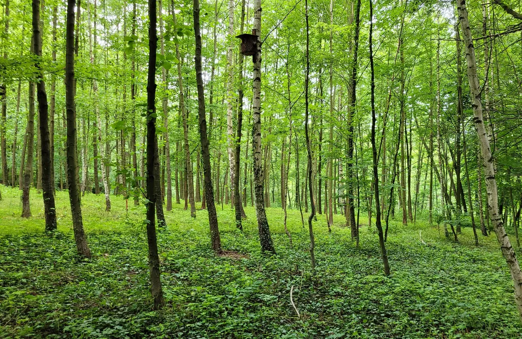 noclegi AlohaCamp Leśne Spanie Glamping domek na drzewie  5