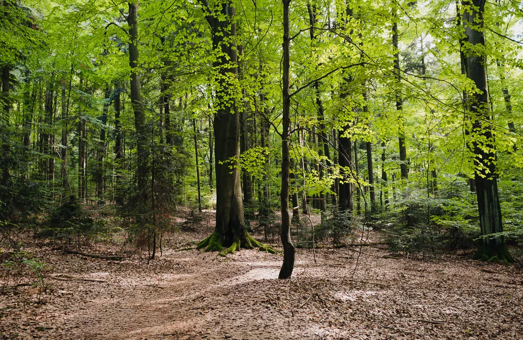 AlohaCamp Domek Poświst  1
