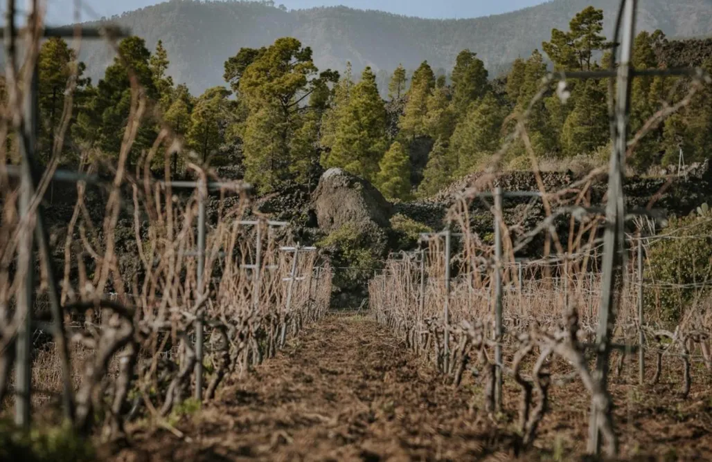 Alquiler Tenerife Finca Ecológica Ferrera. Alojamiento Rural.  1